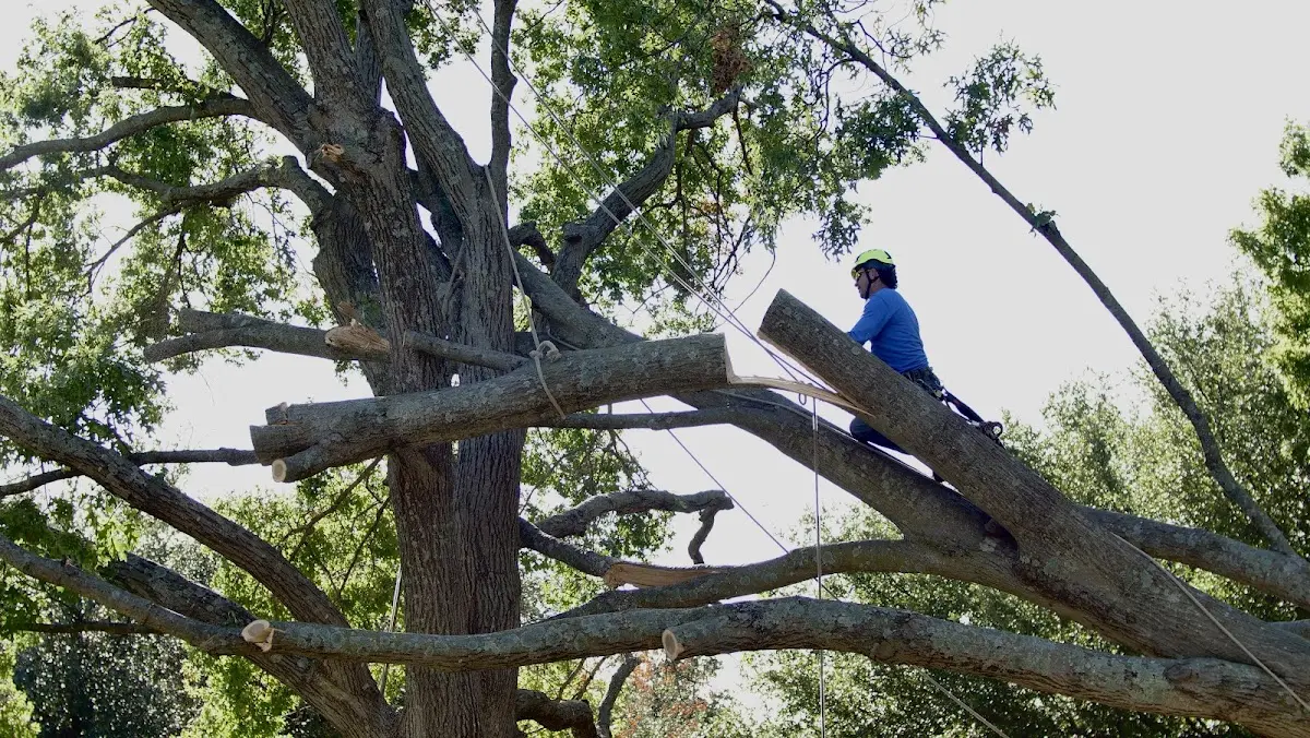Professional Crown Thinning performed by certified arborists in Douglass